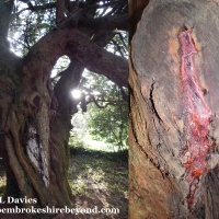 Ghosts, Myths, Legends & a bleeding tree!! Incredible Nevern!